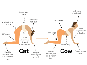 Cat-cow image.