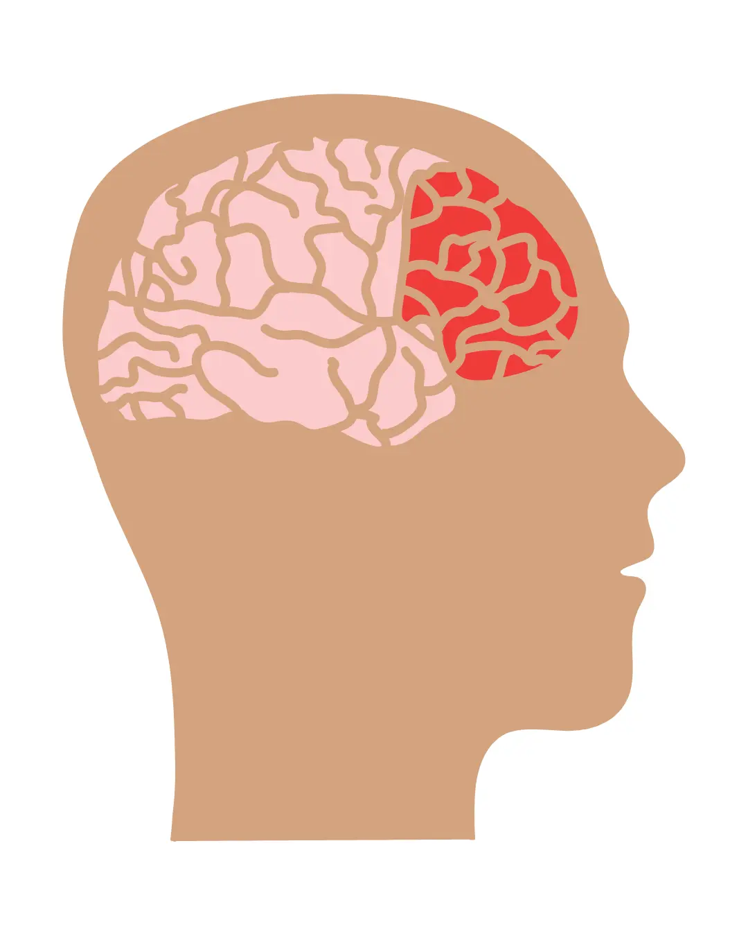 Illustration of the human brain highlighting the prefrontal cortex, representing how the brain finishes developing during your 20s.